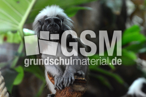 Lisztäffchen (4).jpg